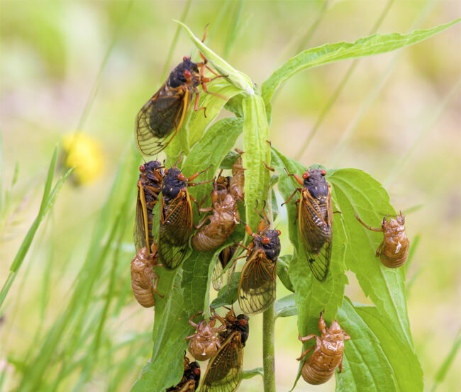 2038 cicadas