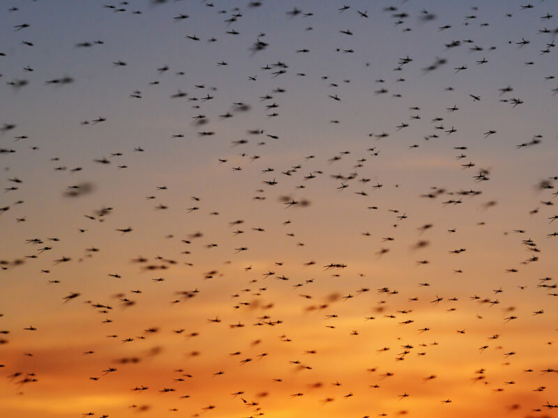 mosquitoes gene drive africa future