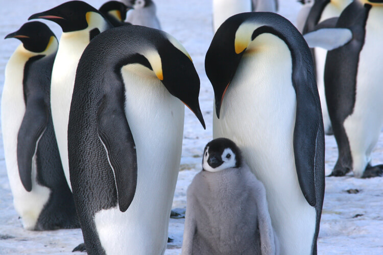 emperor penguins endangered extinct 2100 global warming climate change threat